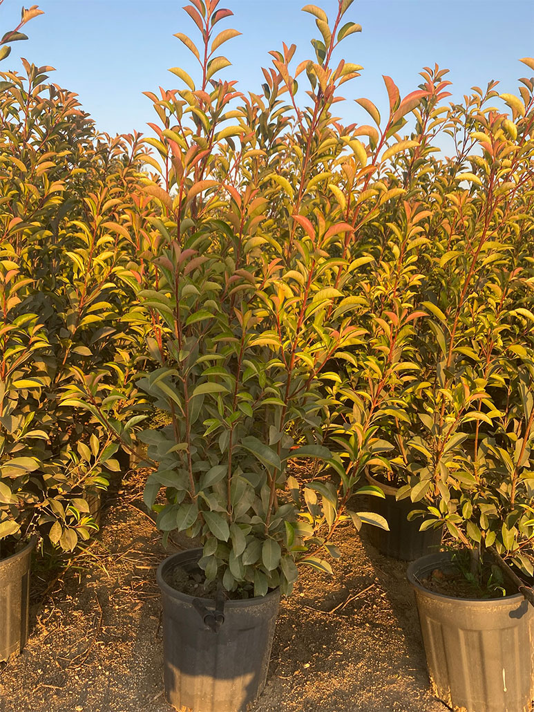 Dış Mekan Süs Bitkileri